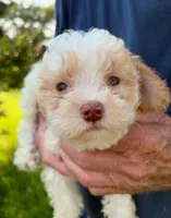 APRICOT MERLE PARTI BOY, a male Schnoodle for sale in Bowling Green, KY – 3 of 3