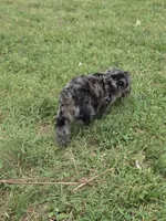 LAKE-BLUE MERLE , a male Yorkipoo for sale in Bowling Green, KY – 5 of 10