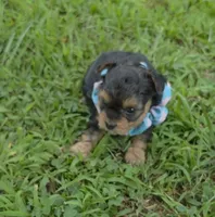 PADDEN YORKIPOO MALE, a male Yorkipoo for sale in Bowling Green, KY – 9 of 9