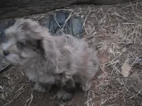 TUTTLE CHOCOLATE MERLE BOY, a male Schnoodle for sale in Bowling Green, KY – 7 of 7