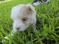 MORKIPOO APRICOT PARTI GIRL, a female Poodle - Toy  and Morkie for sale in Bowling Green, KY – 2 of 10