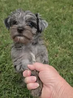 LAKE-BLUE MERLE , a male Yorkipoo for sale in Bowling Green, KY – 7 of 10
