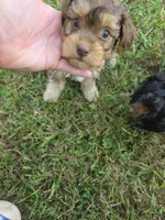PAGE CHOCOLATE TAN YORKIPOO , a female Yorkipoo for sale in Bowling Green, KY – 2 of 8