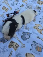 DANDY TINY YORKIE MALE, a male Yorkshire Terrier for sale in Bowling Green, KY – 3 of 8