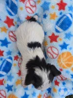 DANDY TINY TEACUP YORKIE MALE, a male Yorkshire Terrier for sale in Bowling Green, KY – 4 of 9