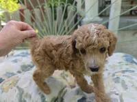 PARASOL LIGHT RED, a female Poodle - Miniature  for sale in Bowling Green, KY – 3 of 10