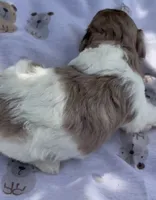 LIGHT CHOCOLATE MERLE GIRL, a female Schnoodle for sale in Bowling Green, KY – 6 of 10