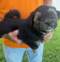 TRADITIONAL YORKIPOO BOY, a male Yorkipoo for sale in Bowling Green, KY – 2 of 5