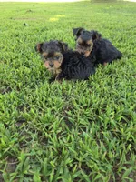 PRESTON YORKIPOO MALE, a male Yorkipoo for sale in Bowling Green, KY – 7 of 8