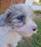 WINSLOW BLUE MERLE PARTI WITH 1 BLUE EYE, a male Schnoodle for sale in Bowling Green, KY – 1 of 10