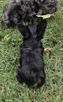 LINK TINY YORKIPOO, a male Yorkipoo for sale in Bowling Green, KY – 2 of 10