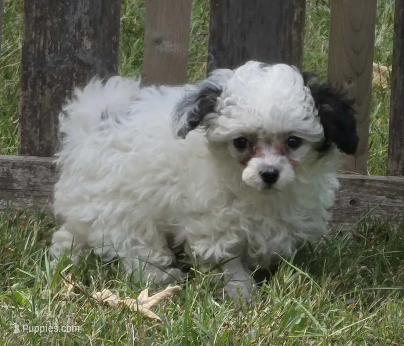 DEARLY TINY TOY GIRL – Poodle - Toy  puppy for sale in Bowling Green, KY