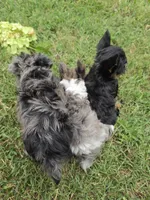 LAKE-BLUE MERLE , a male Yorkipoo for sale in Bowling Green, KY – 8 of 10