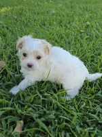PRISSY MORKIPOO GIRL, a female Yorkipoo and Maltese for sale in Bowling Green, KY – 7 of 9