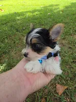 TINY ANDERS YORKIPOO, a male Yorkipoo for sale in Bowling Green, KY – 6 of 10