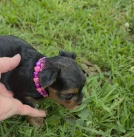 PATTEN YORKIPOO MALE, a male Yorkipoo for sale in Bowling Green, KY – 9 of 10