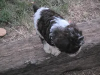 TIPPER CHOCOLATE PARTI BOY, a male Schnoodle for sale in Bowling Green, KY – 6 of 6