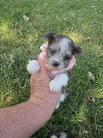 GRACE BLUE PARTI YORKIPOO, a female Yorkipoo for sale in Bowling Green, KY – 6 of 10
