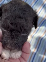 DARK CHOCOLATE PARTI, a male Schnoodle for sale in Bowling Green, KY – 9 of 10