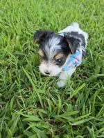 ANDERS LITTLE YORKIPOO, a male Yorkipoo for sale in Bowling Green, KY – 8 of 10