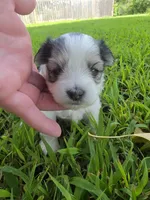 MORKIPOO TRI-COLORED, a male Poodle - Toy  and Morkie for sale in Bowling Green, KY – 3 of 10