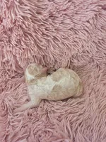 Padigan, a female Poodle - Miniature  for sale in Bowling Green, KY – 2 of 10