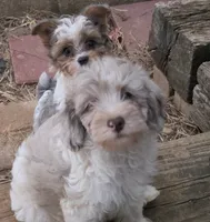 TETLEY LIGHT CHOCOLATE MERLE PARTI WITH BLUE EYE, a male Schnoodle for sale in Bowling Green, KY – 4 of 6