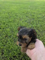 PRESTON YORKIPOO MALE, a male Yorkipoo for sale in Bowling Green, KY – 2 of 8