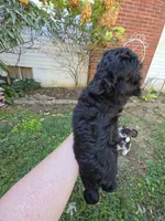 WILTON BLACK SCHNOODLE BOY, a male Schnoodle for sale in Bowling Green, KY – 6 of 9