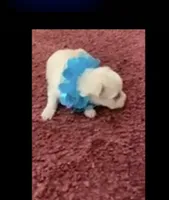 Shawn, a male Maltese for sale in Bowling Green, KY – 5 of 7
