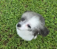 HARMONY SILVER PARTI GIRL, a female Poodle - Toy  for sale in Bowling Green, KY – 7 of 10