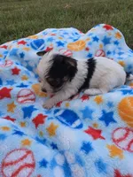 DANDY TINY TEACUP YORKIE MALE, a male Yorkshire Terrier for sale in Bowling Green, KY – 7 of 9