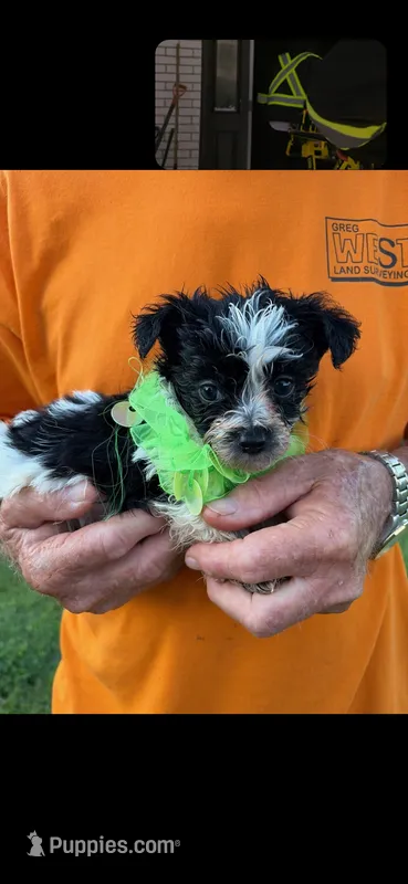 SPLASH OF WHITE HAVAPOO  – Yorkshire Terrier, Havapoo puppy for sale in Bowling Green, KY