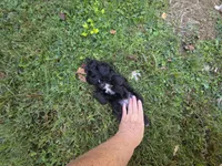 WILTON BLACK SCHNOODLE BOY, a male Schnoodle for sale in Bowling Green, KY – 7 of 9