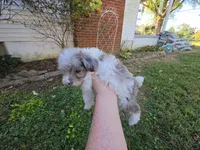 WINSLOW BLUE MERLE PARTI WITH 1 BLUE EYE, a male Schnoodle for sale in Bowling Green, KY – 7 of 10