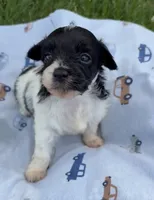 LITTLE SNIP HAVAPOO, a male Yorkshire Terrier and Havapoo for sale in Bowling Green, KY – 3 of 7