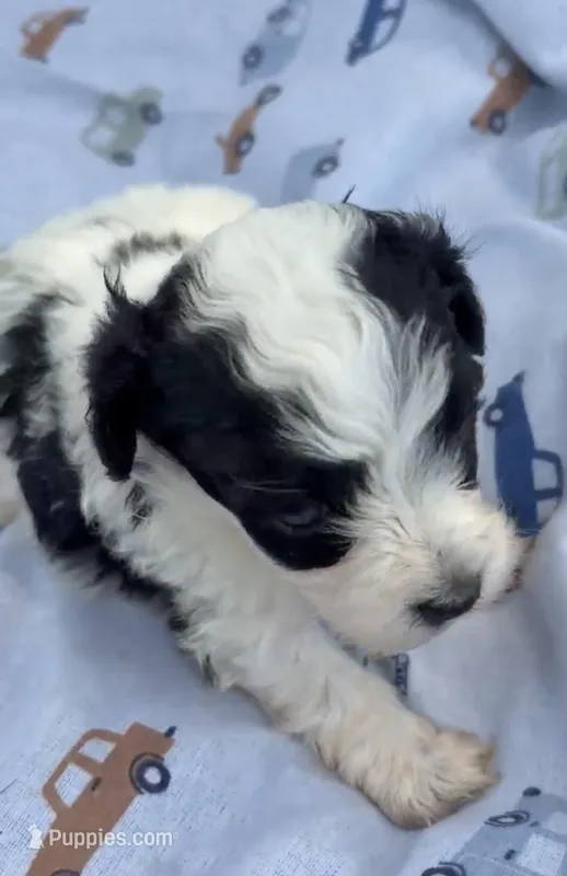BANDIT HAVAPOO MIX – Yorkshire Terrier, Havapoo puppy for sale in Bowling Green, KY