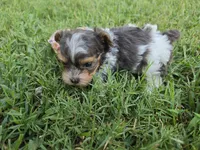 GREER TRI-COLORED MALE, a male Yorkipoo for sale in Bowling Green, KY – 7 of 8