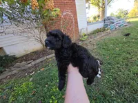 WILTON BLACK SCHNOODLE BOY, a male Schnoodle for sale in Bowling Green, KY – 4 of 9