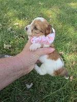 GIDGET YORKIPOO GIRL, a female Yorkipoo for sale in Bowling Green, KY – 7 of 9