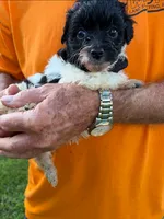 LITTLE SNIP HAVAPOO, a male Yorkshire Terrier and Havapoo for sale in Bowling Green, KY – 2 of 3
