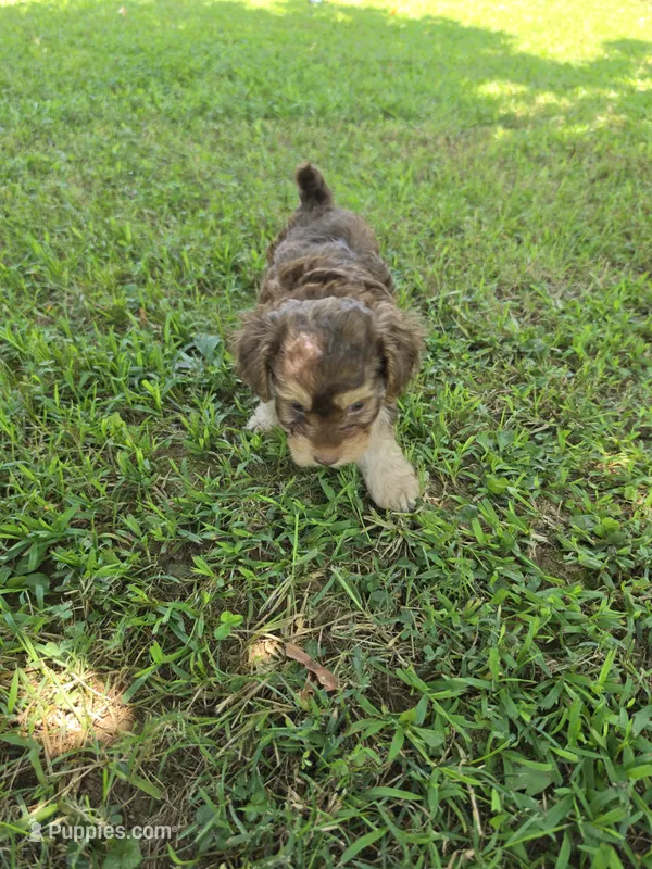 PAGE CHOCOLATE TAN YORKIPOO  – Yorkipoo puppy for sale in Bowling Green, KY
