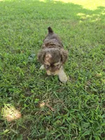 PAGE CHOCOLATE TAN YORKIPOO , a female Yorkipoo for sale in Bowling Green, KY – 1 of 8