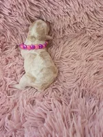 Padigan, a female Poodle - Miniature  for sale in Bowling Green, KY – 4 of 10