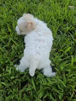 MORKIPOO APRICOT PARTI GIRL, a female Poodle - Toy  and Morkie for sale in Bowling Green, KY – 8 of 10