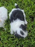 MORKIPOO TRI-COLORED, a male Poodle - Toy  and Morkie for sale in Bowling Green, KY – 4 of 10