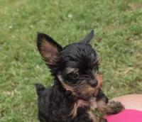 LINK TINY YORKIPOO, a male Yorkipoo for sale in Bowling Green, KY – 4 of 10