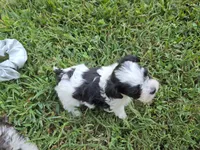 GRANT YORKIPOO BOY, a male Yorkipoo for sale in Bowling Green, KY – 7 of 10