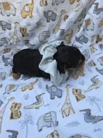 PADDEN YORKIPOO MALE, a male Yorkipoo for sale in Bowling Green, KY – 2 of 7