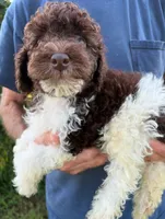 DARK CHOCOLATE PARTI, a male Schnoodle for sale in Bowling Green, KY – 2 of 4